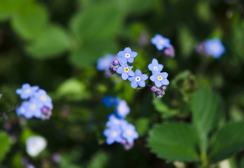 Fototapeta premium Fresh blue forget-me-not flower 