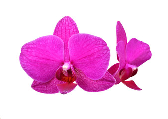 Fototapeta na wymiar Purple orchid flower, isolated on white background