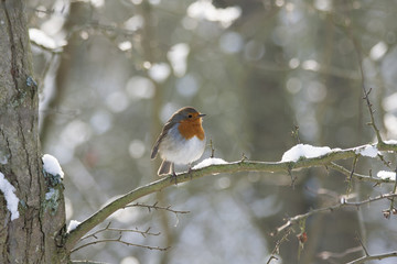 Robin Redbreast