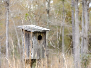 Bird House 