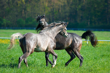 Obraz na płótnie Canvas Fun two Arab stallions