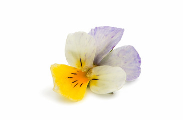 Fototapeta premium pansy flower isolated