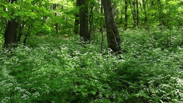 Deciduous forest at spring - steadicam shot