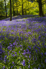 Obraz premium Bluebell Woods