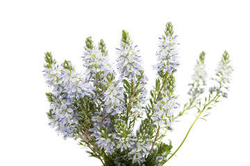 Obraz premium meadow blue flowers