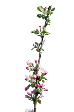 Apple tree / Apple tree blossom at springtime isolated on white