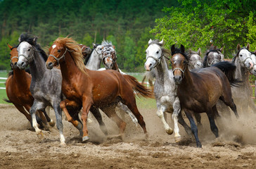 Arabian horses gallop