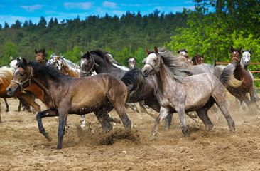 Arabian horses gallop