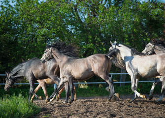Galloping arabian stallions