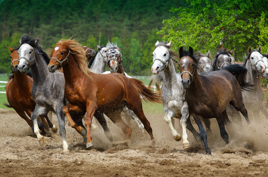 Arabian Horses Gallop