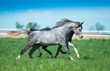 Galloping arabian stallions