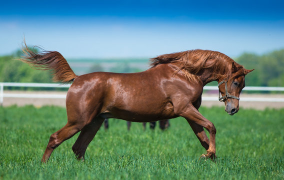 Galloping stallion