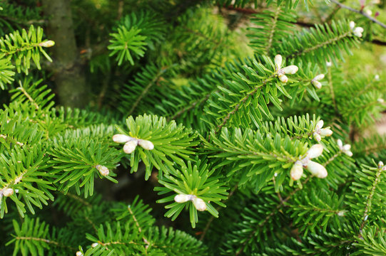 Korean fir (Abies koreana)