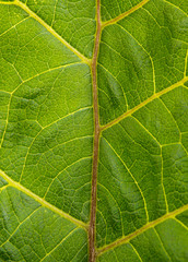 burdock leaf texture