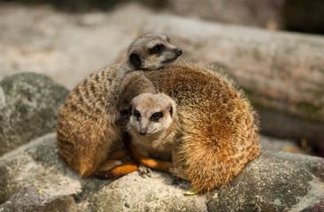 surykatka, zwierze, naczelne, fauna, zoo, ssaki, przyroda © eja83