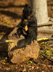 małpa, szympans, ssak, zwierze, naczelne, fauna, zoo © eja83