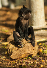 małpa, szympans, ssak, zwierze, naczelne, fauna, zoo © eja83