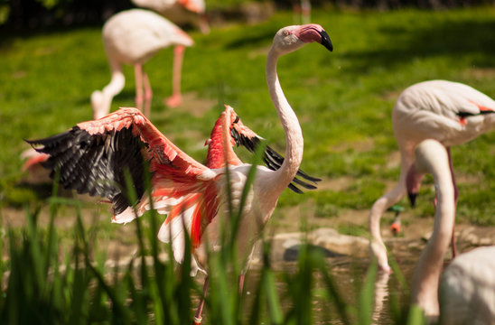 flaming, zwierze, naczelne, fauna, zoo, ssaki, przyroda
