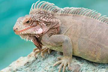 Close-up of a male Green Iguana (Iguana iguana)