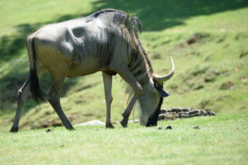Gnu