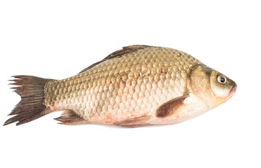 Fresh fish carp