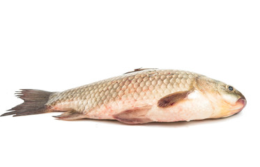 Fresh fish carp