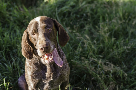 Gundog Perdiguero sticking out his tongue.
