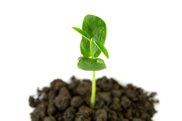 Young plant on white background