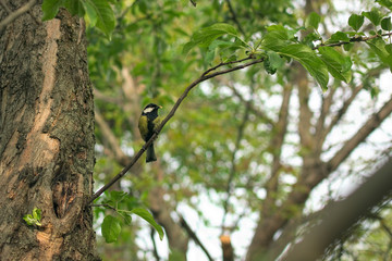Obraz premium Titmouse on a branch