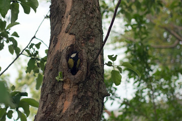 Obraz premium Titmouse in a hollow