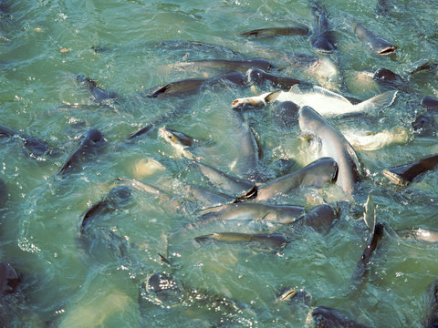 The group  pangasius fish are compete for food.