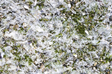 White wet algae on sunny beachx