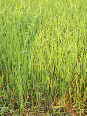 rice field