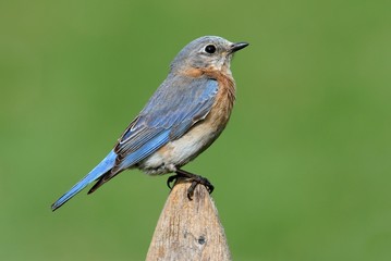 Female Eastern Bluebird