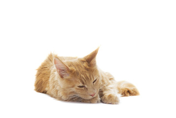 sleepy ginger cat on a white background isolated