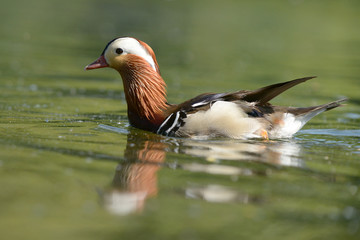 Mandarin Duck, Mandarin, Aix galericulata