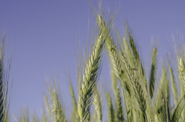 Green wheat in field with blue sky.