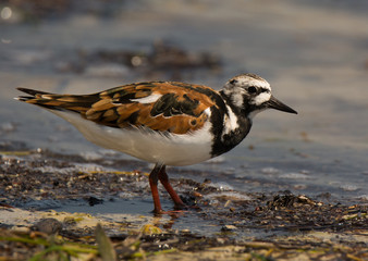 Ruddy Turnstone