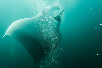 Naklejka premium Underwater photography of a manta ray swimming in ocean