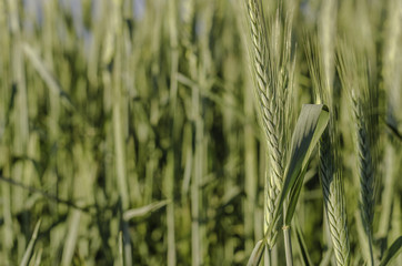 Green wheat in field and sunny day.