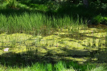 Teichlandschaft