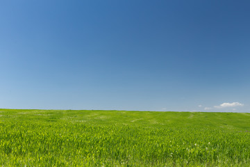Obraz premium Wheat field on a background of the blue sky