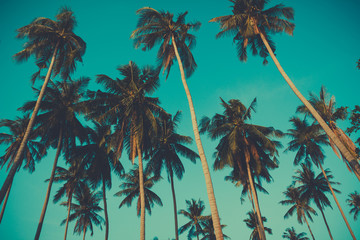 Fototapeta na wymiar Retro toned palm trees on over sky background