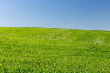 Wheat field on a background of the blue sky