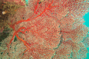 Naklejka premium Underwater photography of a red gorgon