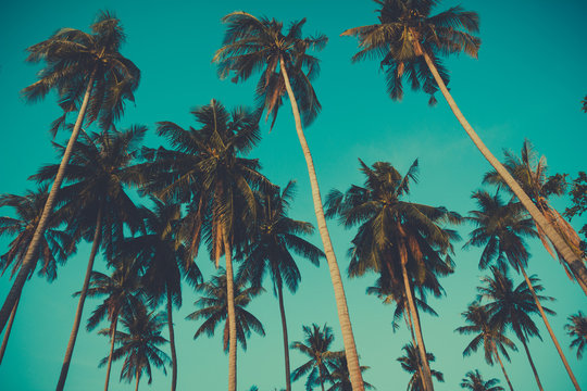 Retro toned palm trees on over sky background