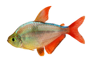 Fototapeta premium red-blue Columbian Tetra Hyphessobrycon aquarium fish 