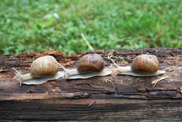 Group of snails