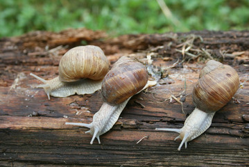 Group of snails