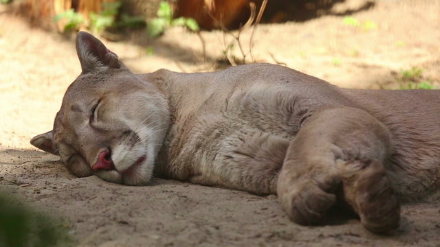American mountain lion